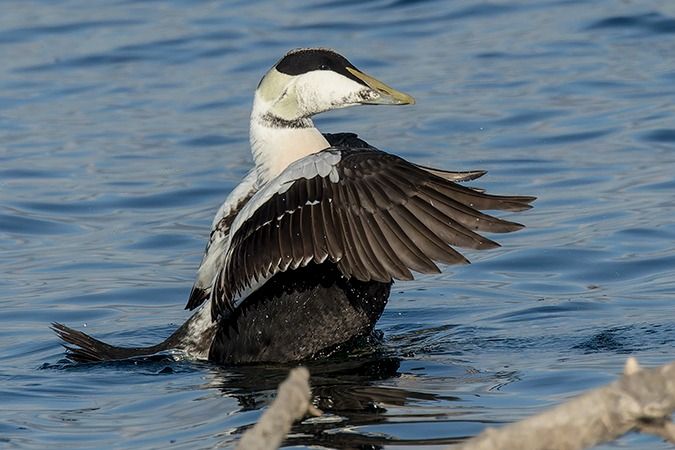 Eider à duvet  - Werner Manfred Türtscher