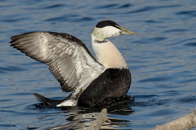 Eider à duvet  - Werner Manfred Türtscher