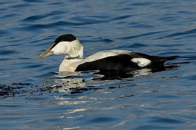 Eider à duvet  - Werner Manfred Türtscher