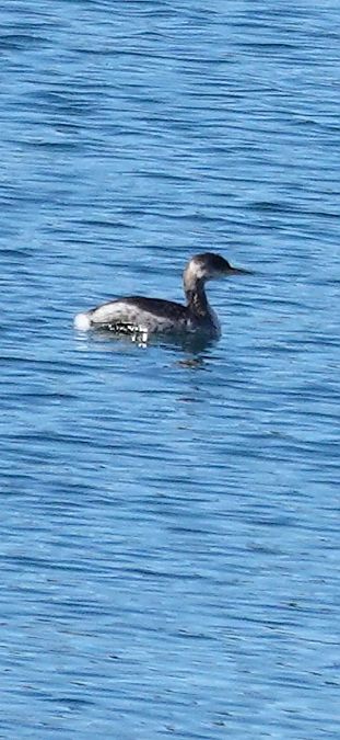 Grèbe jougris  - Christine Ludwig