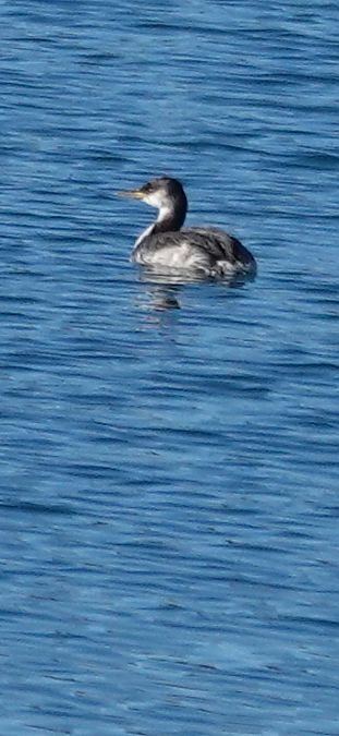 Grèbe jougris  - Christine Ludwig