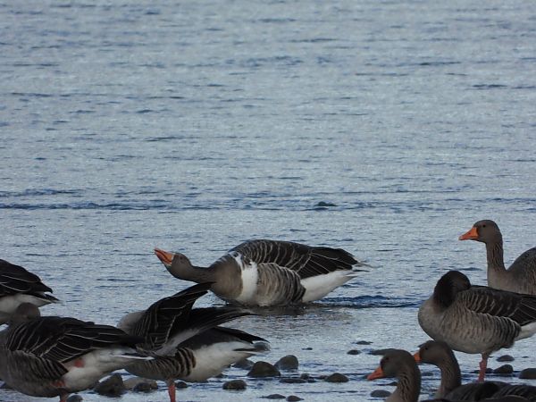 Oie cendrée  - Dietmar Walter