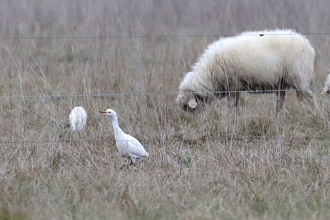 Héron garde-boeufs  - Viehböck Helga