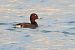 Fuligule nyroca  - Bernhard Zens