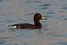 Fuligule nyroca  - Bernhard Zens