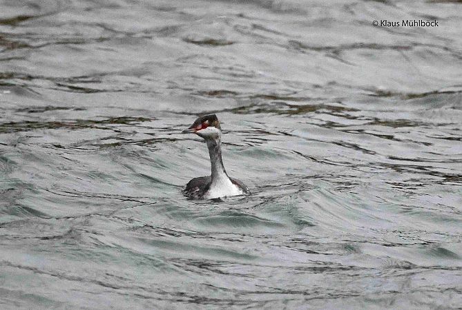Grèbe esclavon 