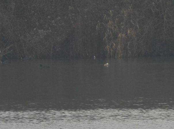 Erismature à tête blanche 