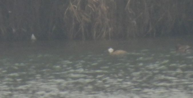 Erismature à tête blanche 