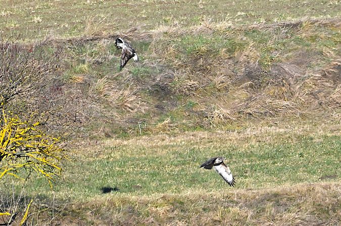 Buse pattue  - Margarita Grohmann