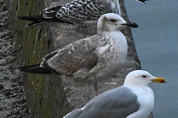 Goéland pontique  - Margarita Grohmann