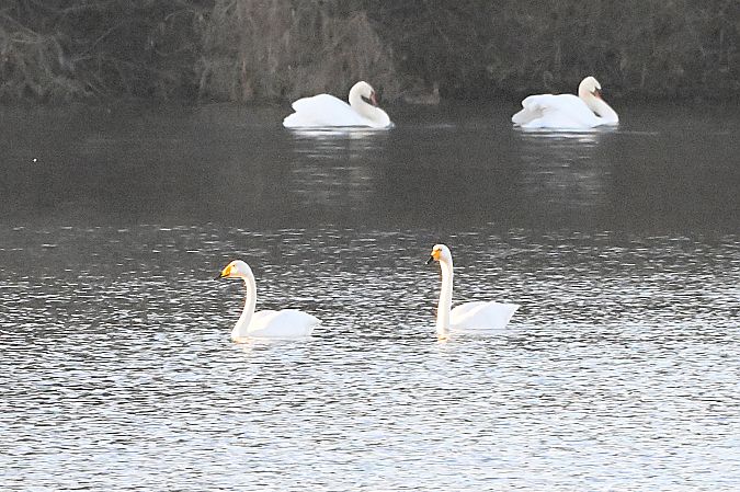 Cygne chanteur  - Margarita Grohmann