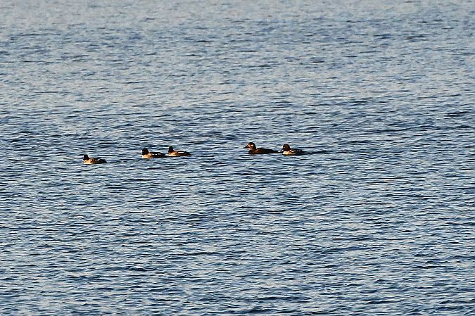 Macreuse brune  - Margarita Grohmann
