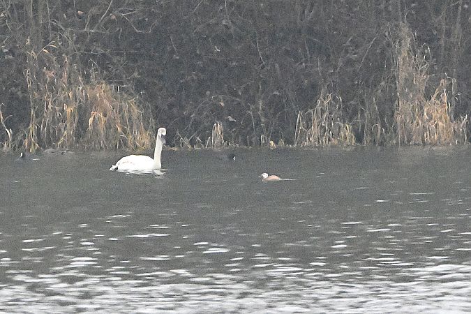 Erismature à tête blanche  - Margarita Grohmann