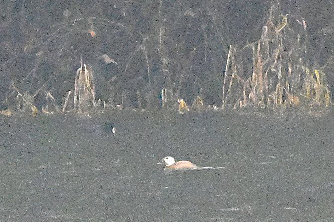 Erismature à tête blanche  - Margarita Grohmann