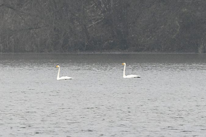 Cygne chanteur  - Margarita Grohmann