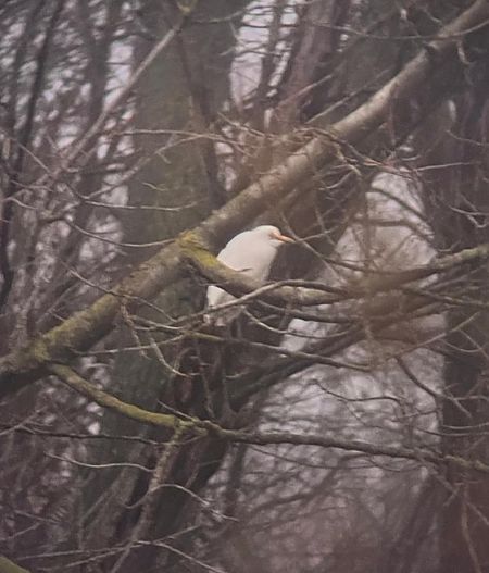 Héron garde-boeufs  - Simon Legenstein