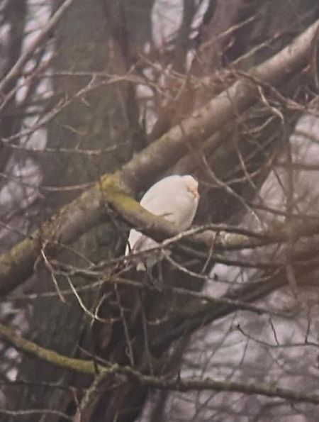 Héron garde-boeufs  - Simon Legenstein