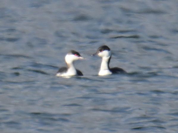 Grèbe esclavon  - Roland Sagmeister