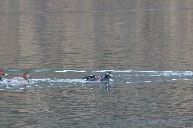 Macreuse brune  - Alex Lin-Moore