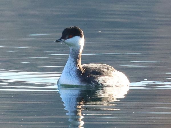 Grèbe esclavon  - Lydia Brühwasser