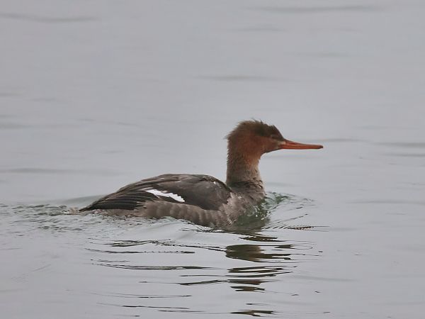 Harle huppé  - Lydia Brühwasser