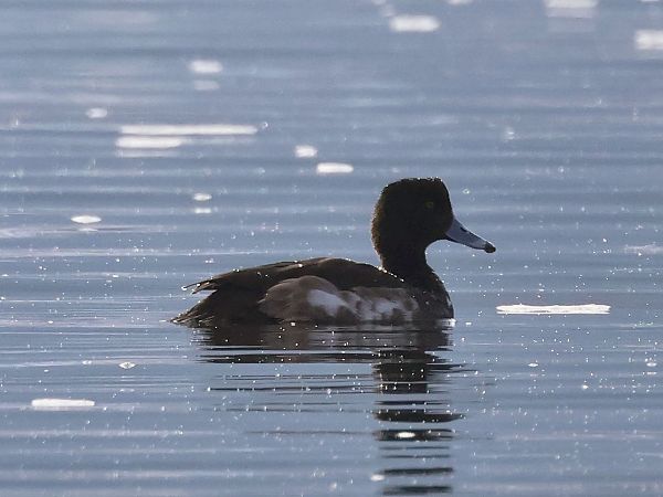 Oiseau indéterminé  - Lydia Brühwasser