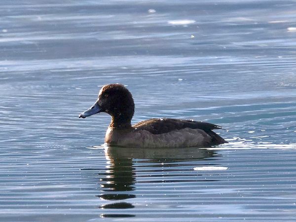 Oiseau indéterminé  - Lydia Brühwasser