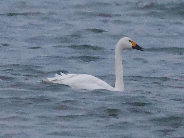 Cygne de Bewick  - Lydia Brühwasser