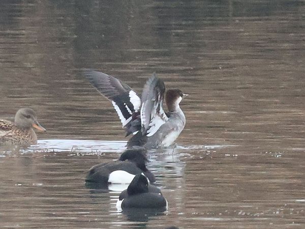 Harle piette  - Lydia Brühwasser