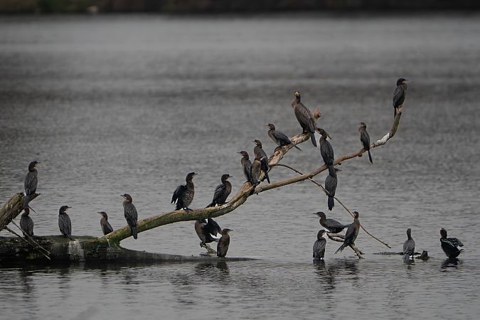 Cormoran pygmée  - Richard Blach