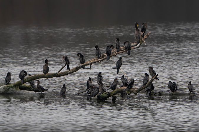 Cormoran pygmée  - Richard Blach