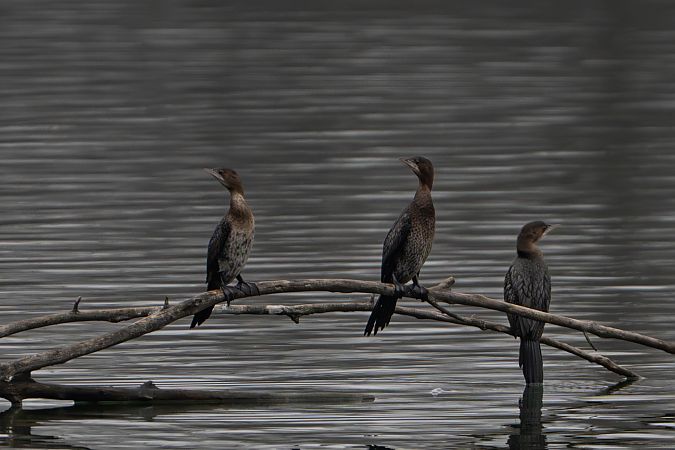 Cormoran pygmée  - Richard Blach