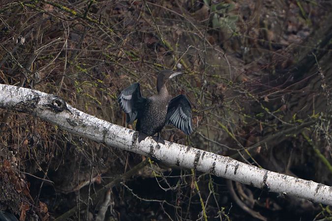 Cormoran pygmée  - Richard Blach