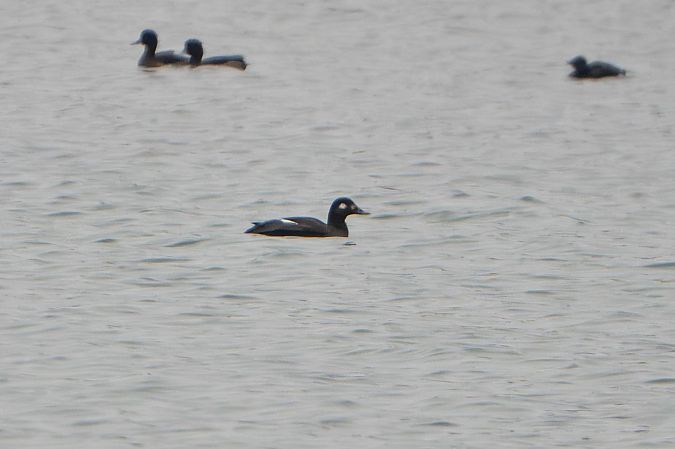 Macreuse brune  - Richard Blach