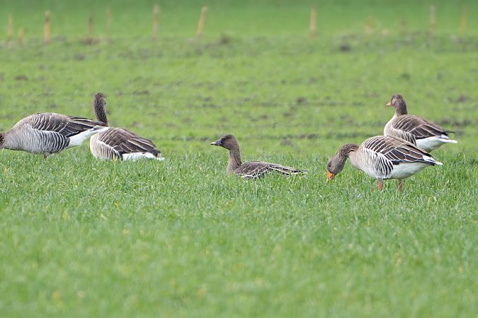 Oie de la toundra  - Richard Blach