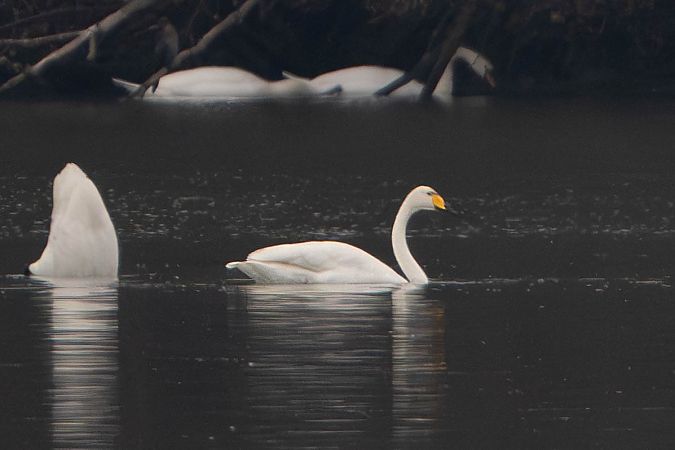 Cygne chanteur  - Richard Blach