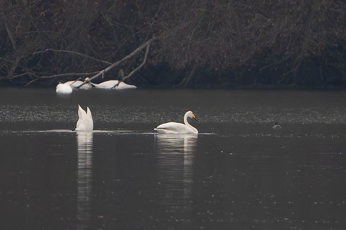 Cygne chanteur  - Richard Blach