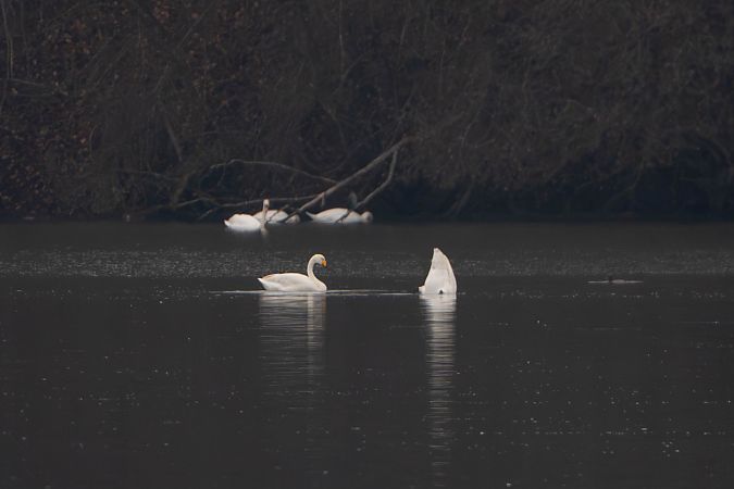 Cygne chanteur  - Richard Blach