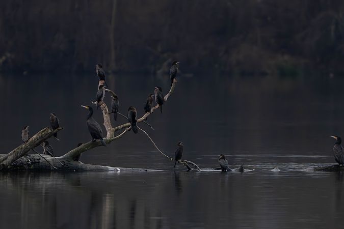 Cormoran pygmée  - Richard Blach