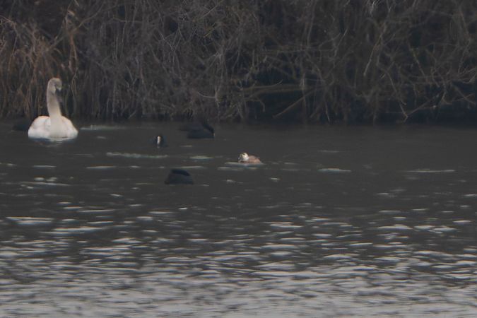 Erismature à tête blanche  - Richard Blach