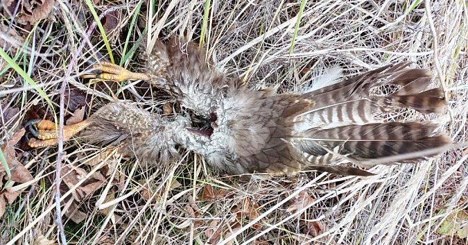 Oiseau indéterminé  - Eva Münzberger