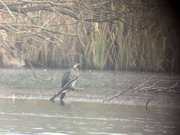 Cormoran pygmée  - Thomas & Christa Pumberger