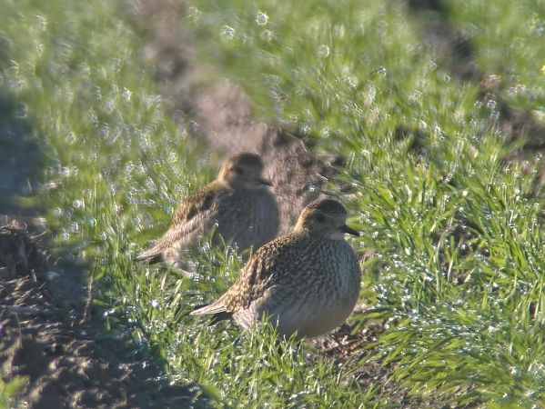 Pluvier doré  - Thomas & Christa Pumberger