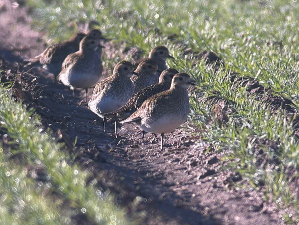 Pluvier doré  - Thomas & Christa Pumberger