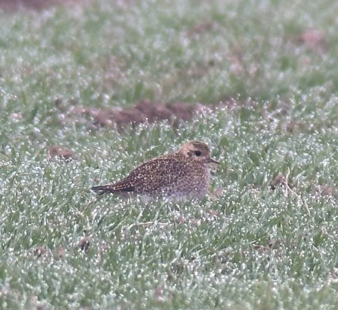 Pluvier doré  - Thomas & Christa Pumberger
