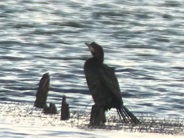 Cormoran pygmée  - Thomas & Christa Pumberger