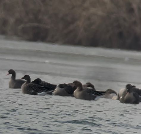 Oie de la toundra  - Thomas & Christa Pumberger