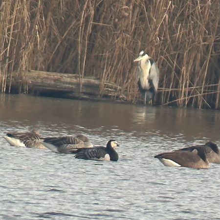 Bernache nonnette  - Thomas & Christa Pumberger