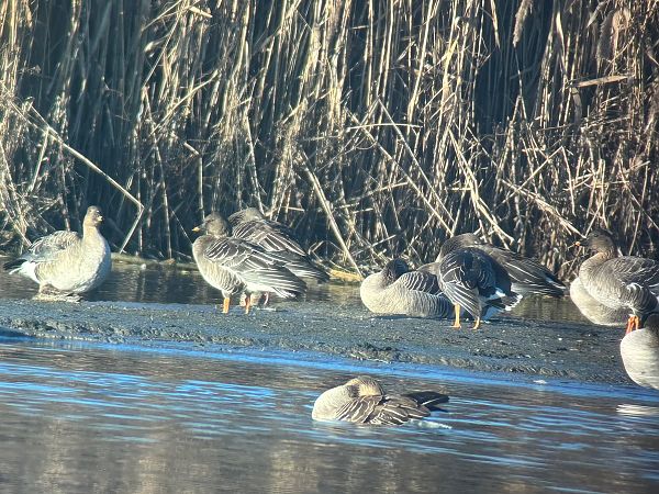 Oie de la toundra  - Thomas & Christa Pumberger