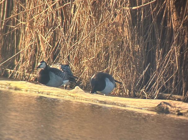 Bernache nonnette  - Thomas & Christa Pumberger